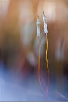 bild982